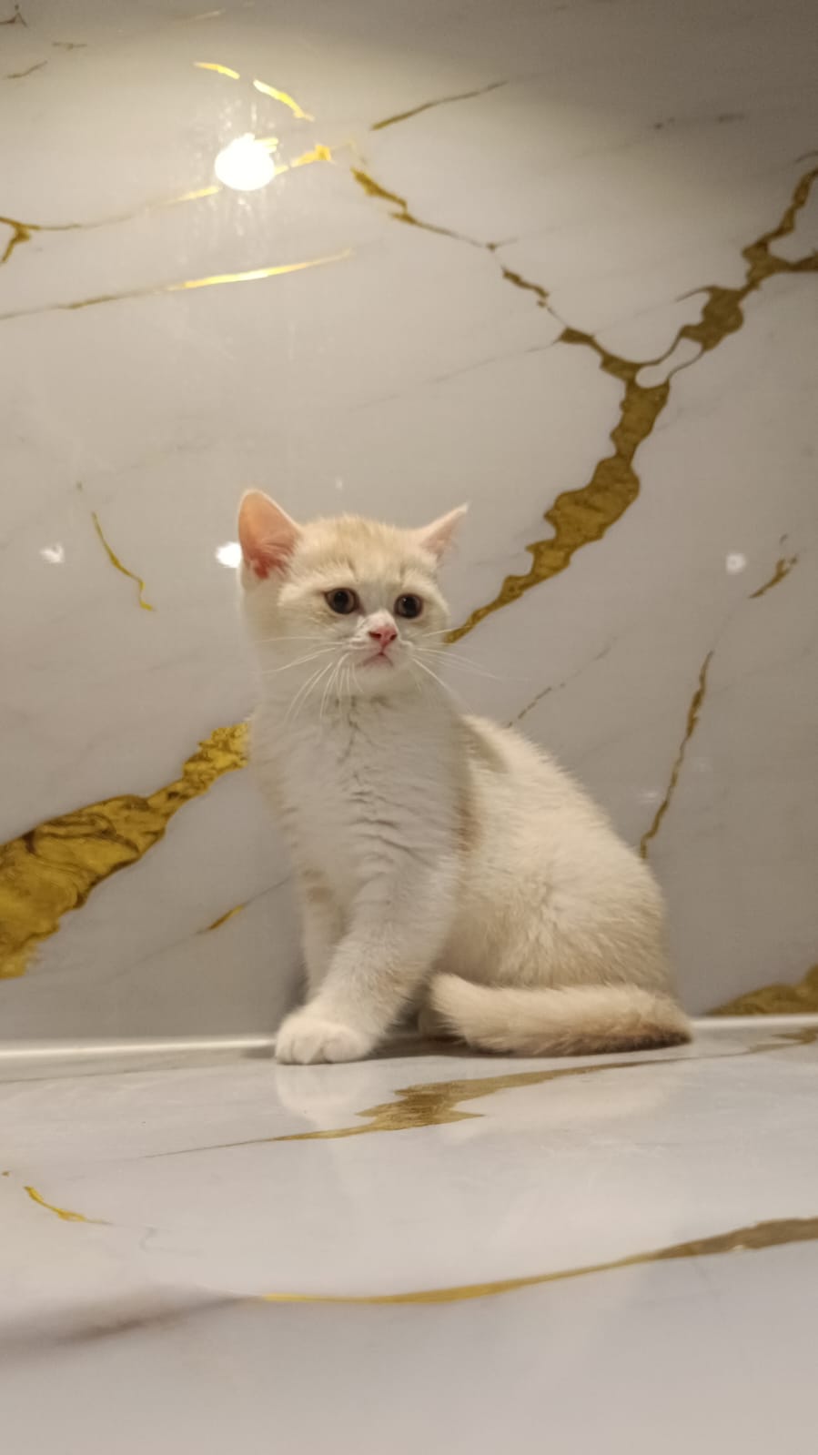 British Short Hair Male Kitten