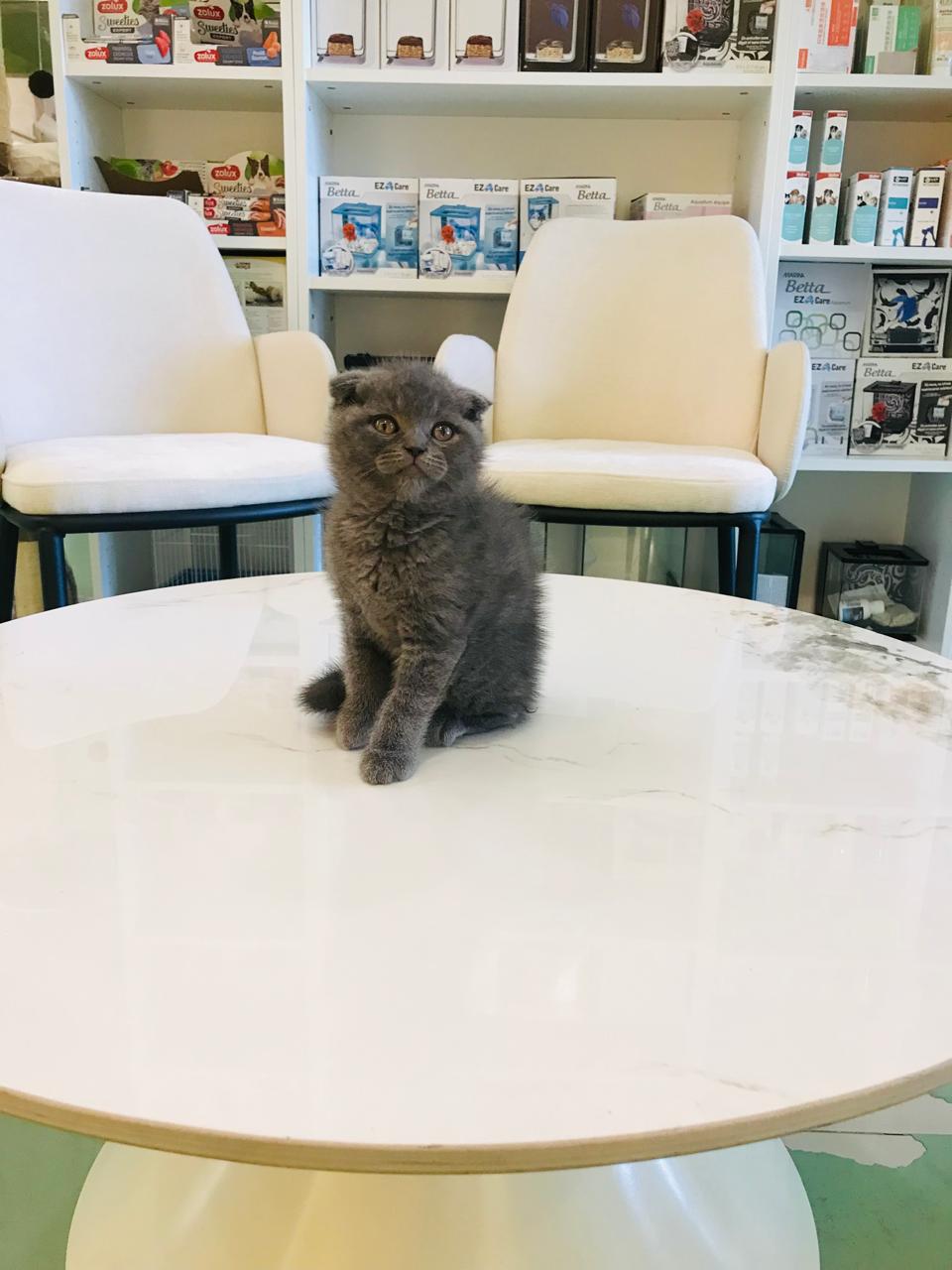 Scottish Fold Kitten
