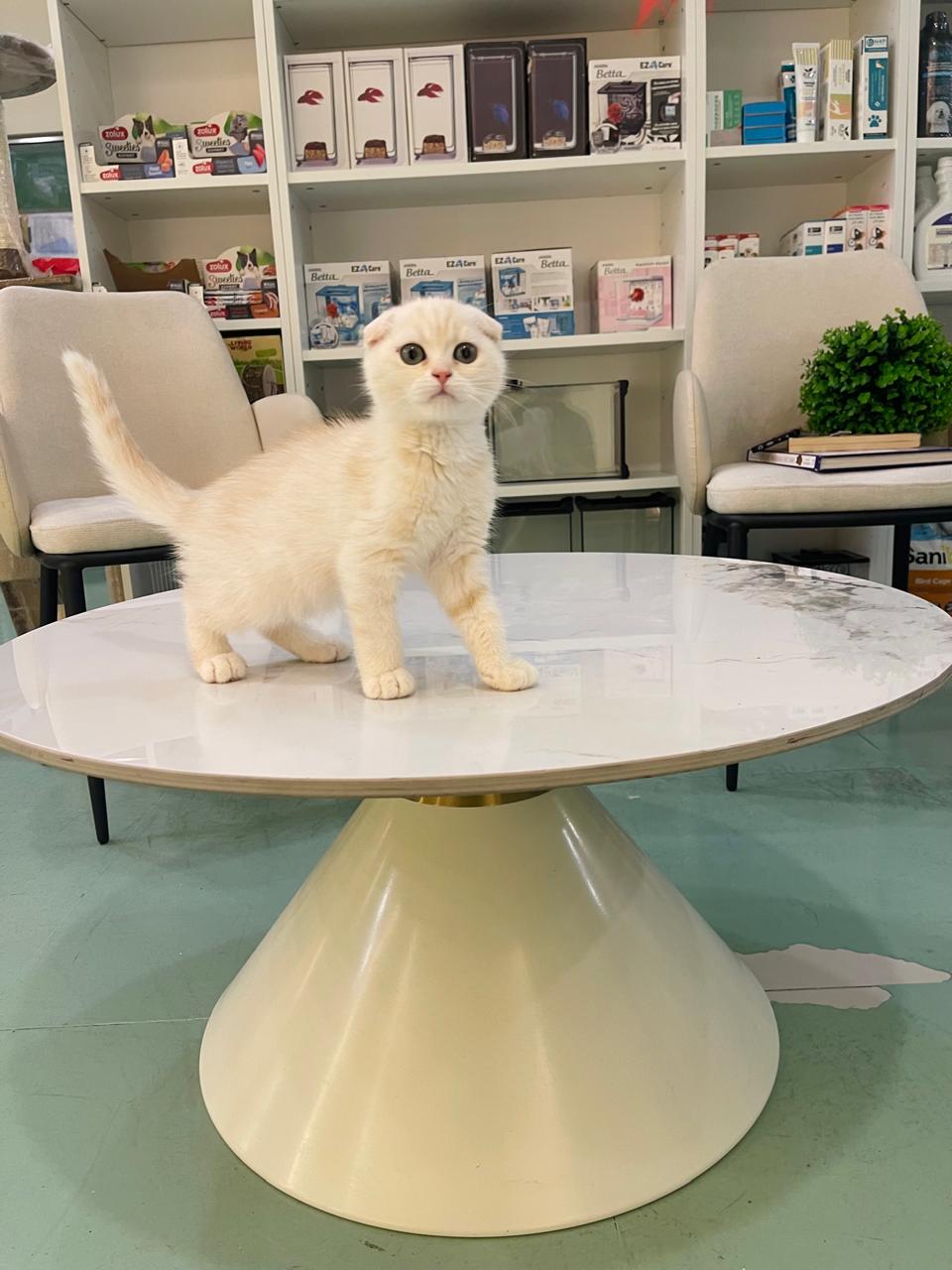 Scottish Fold Kitten