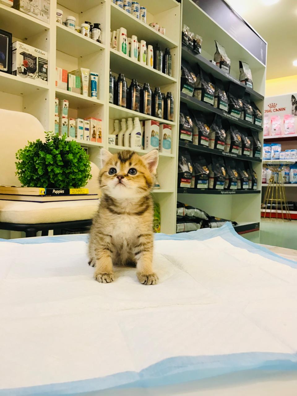 British Short Hair Male Kitten