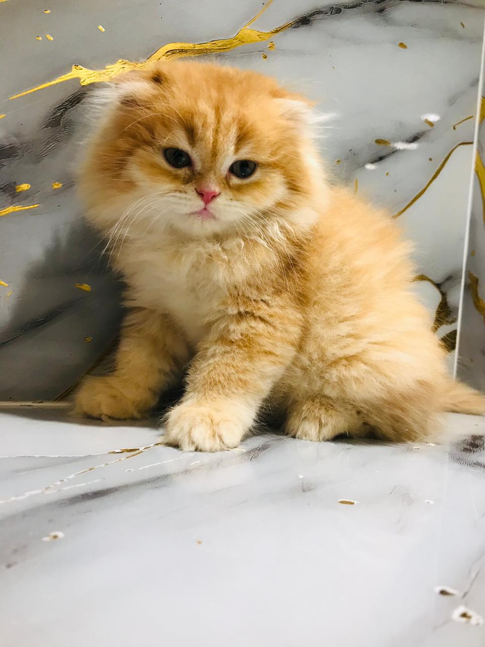 Scottish Fold Male Golden Chinchilla