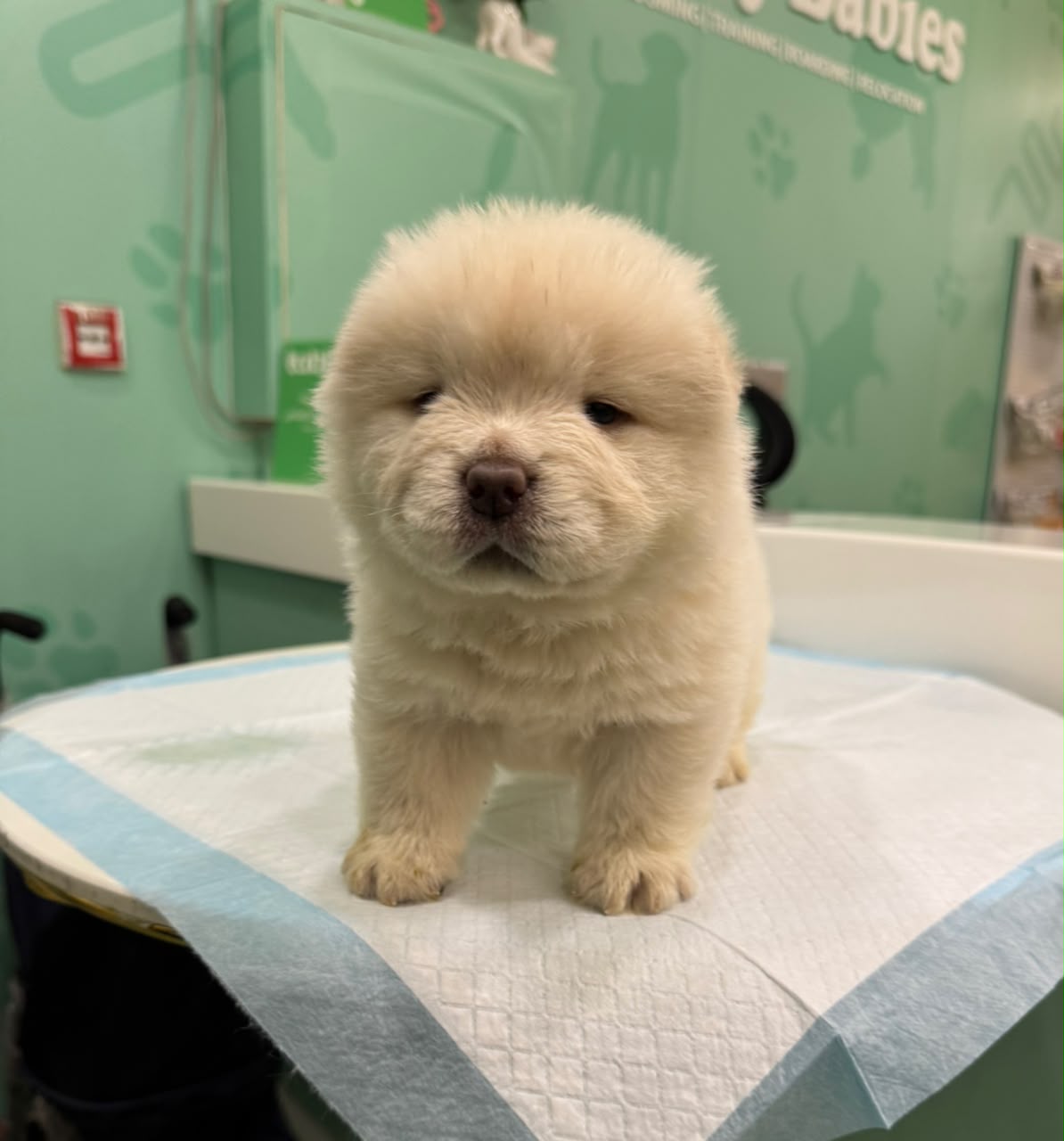 CHOWCHOW