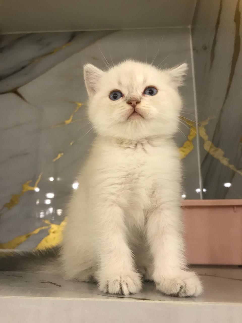Ragdoll Female Kitten