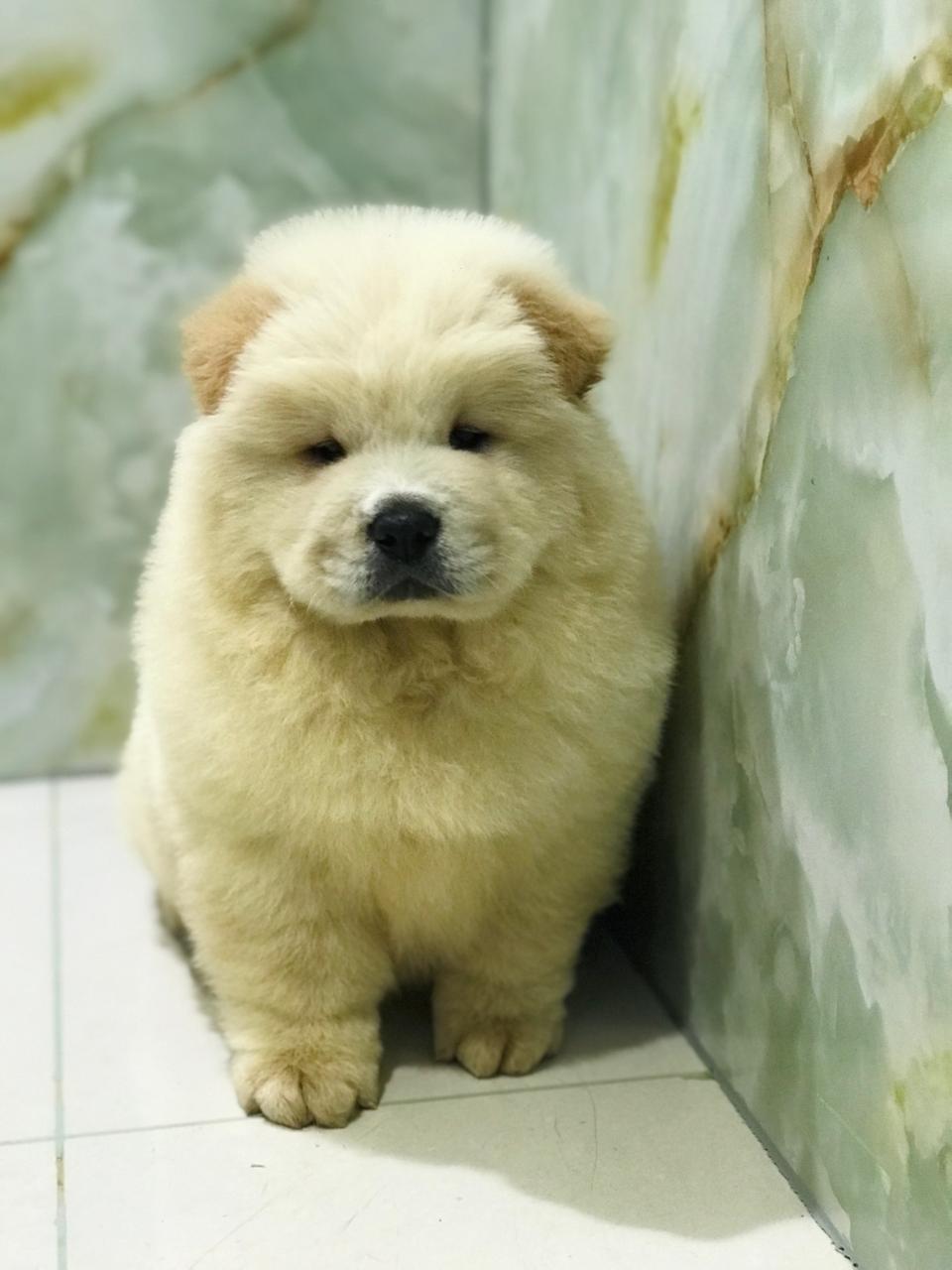 Chow Chow Puppies