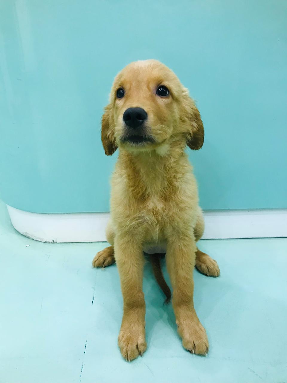 Golden Retriever Female Puppy
