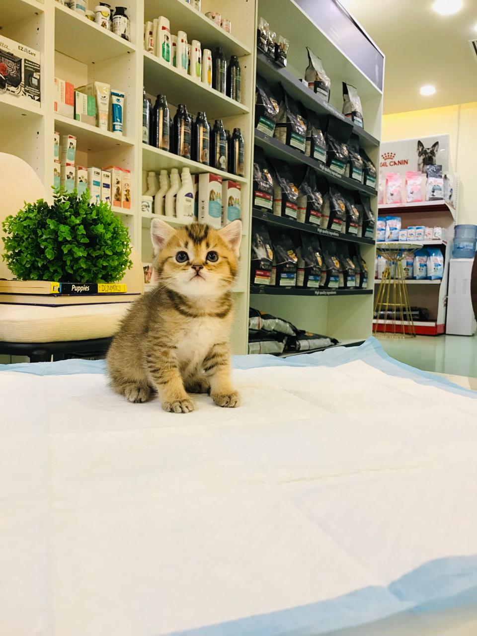 British Short Hair Male Kitten