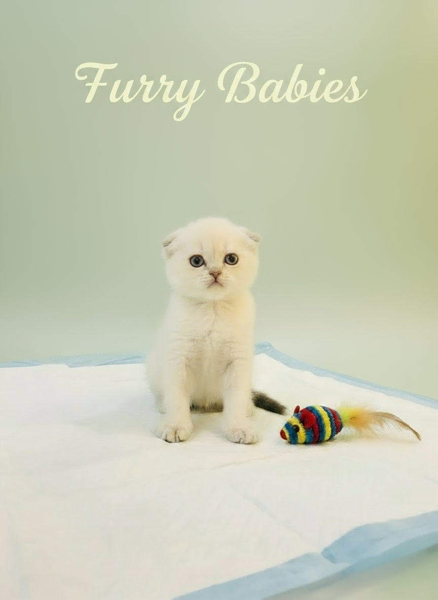 Scottish Fold Female Kitten