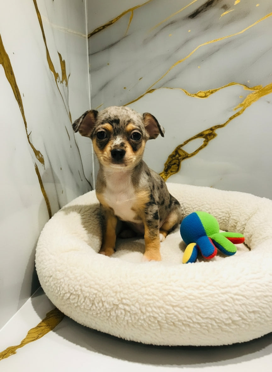 Merle Chihuahua Female Puppy