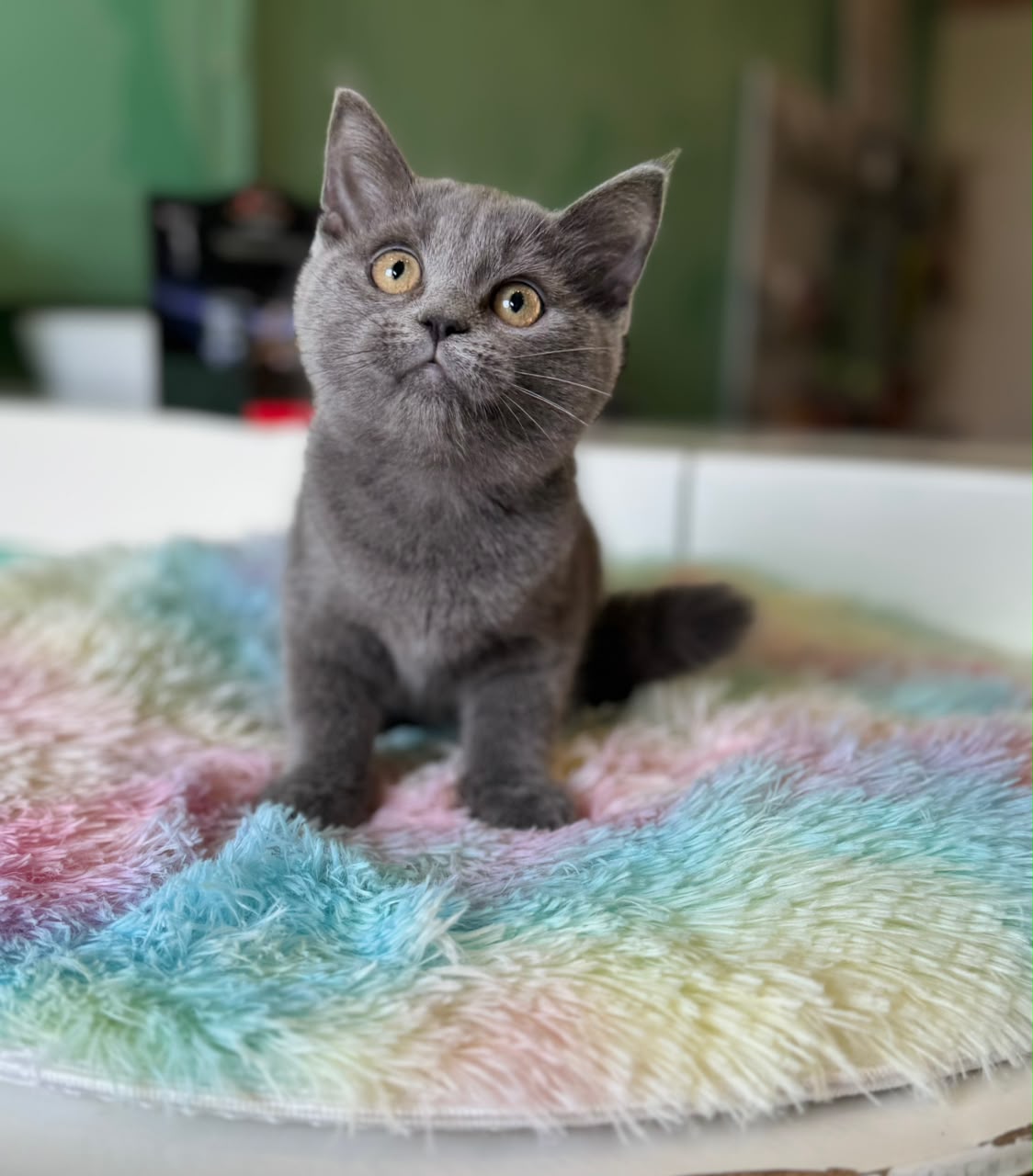 BRITISH SHORT HAIR