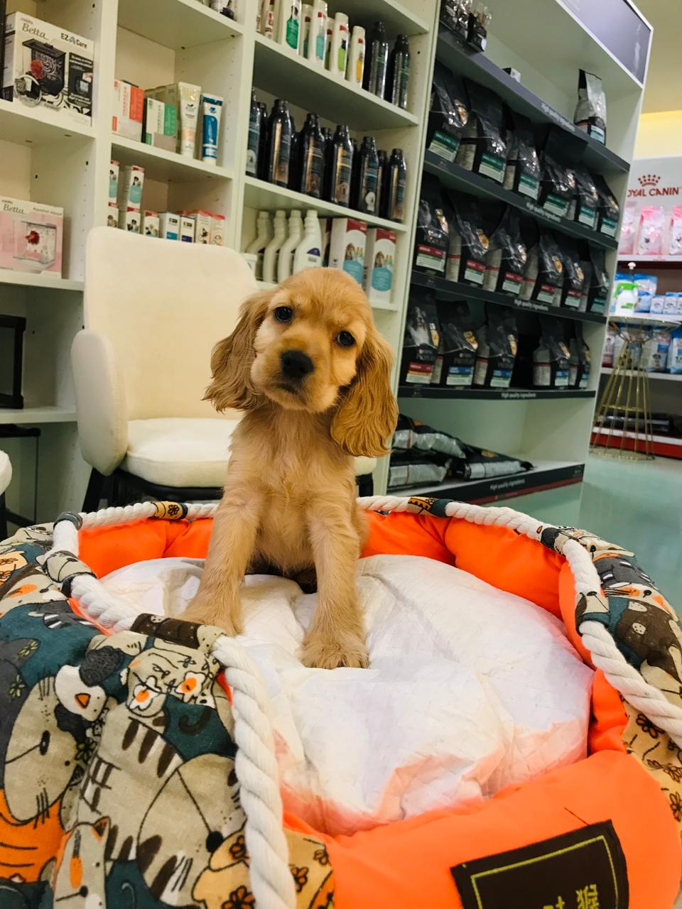 Cocker Spaniel Female Puppy