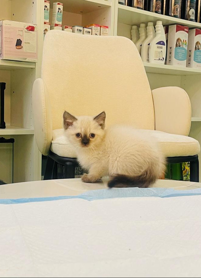 Ragdoll Kitten Female