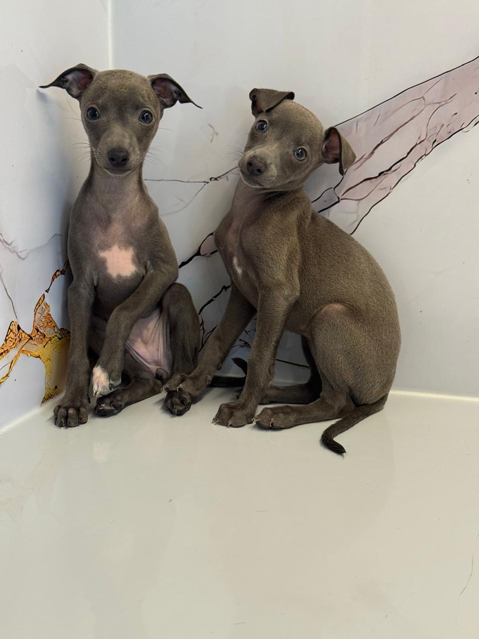 Italian Greyhound Puppies