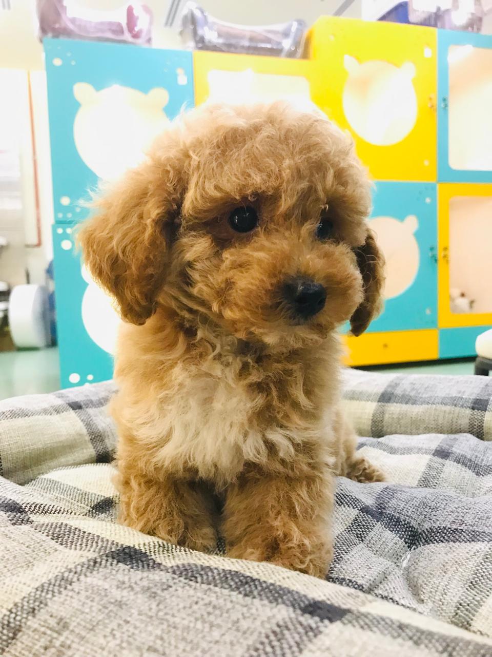 Cavapoo Male Puppy