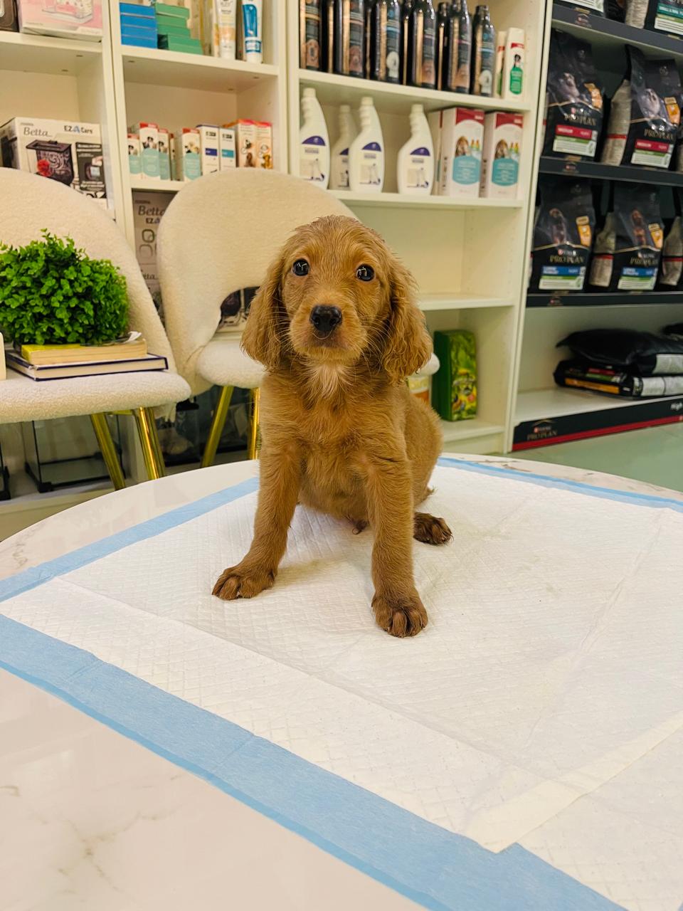 Golden Doodle Male Puppy