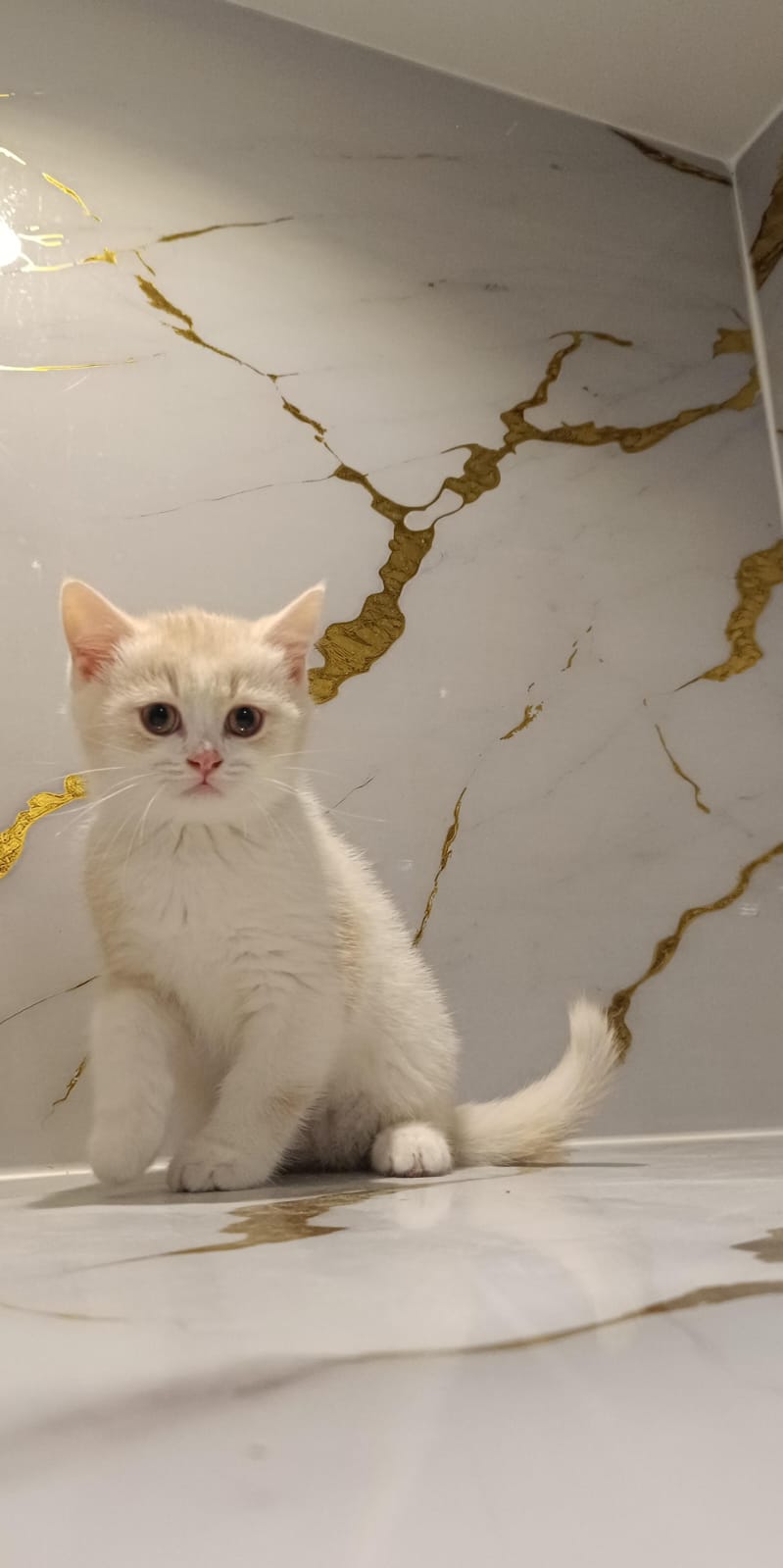 British Short Hair Male Kitten