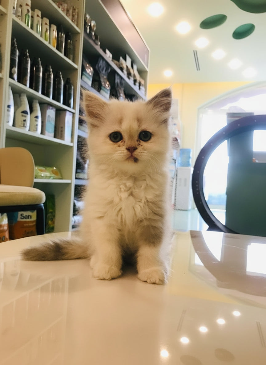 Ragdoll Female Kitten