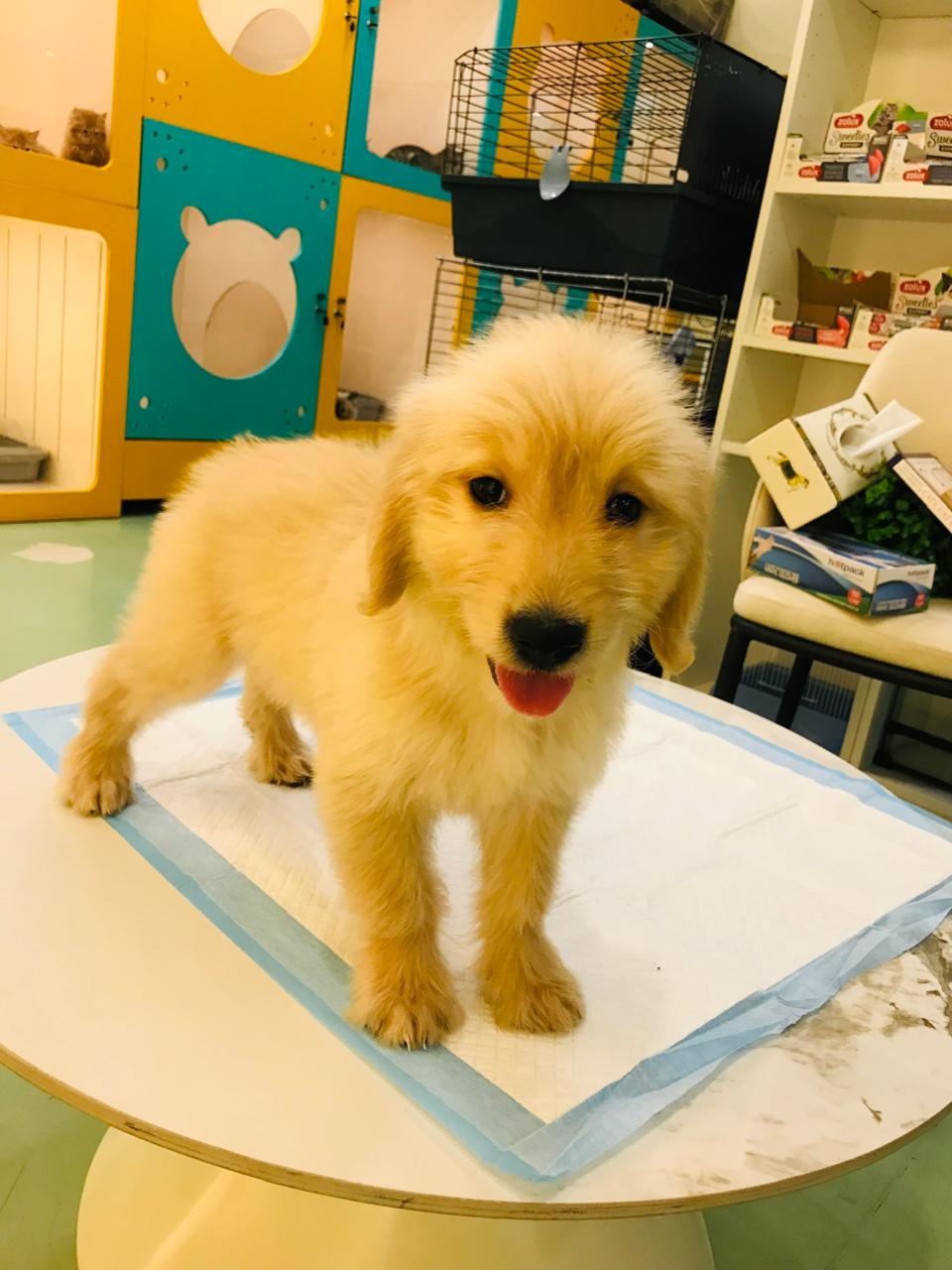 Golden Doodle Female Puppy