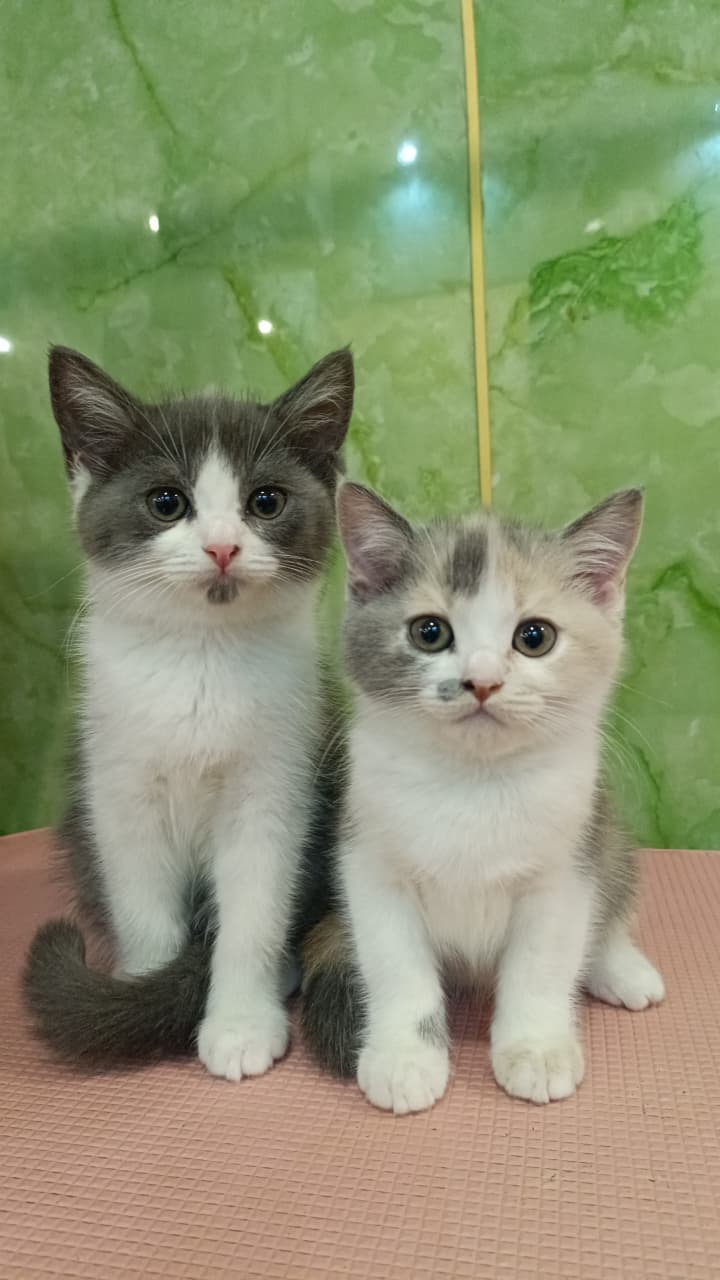 British Short Hair Male Kitten