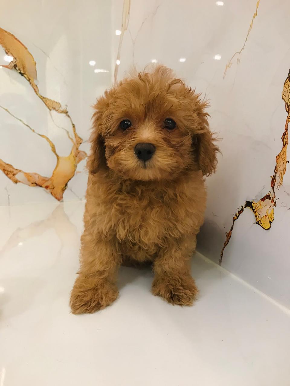 Mini Golden Doodle Puppies