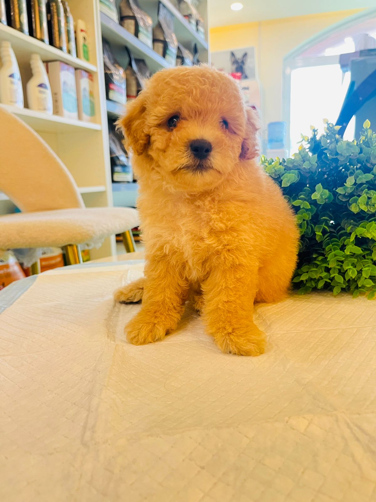 Poodle Puppy