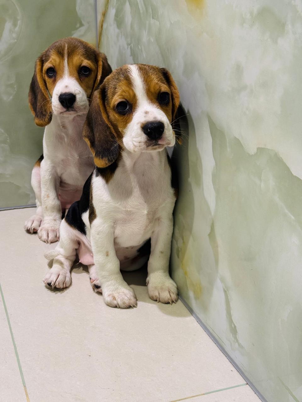 Beagle Female Puppy