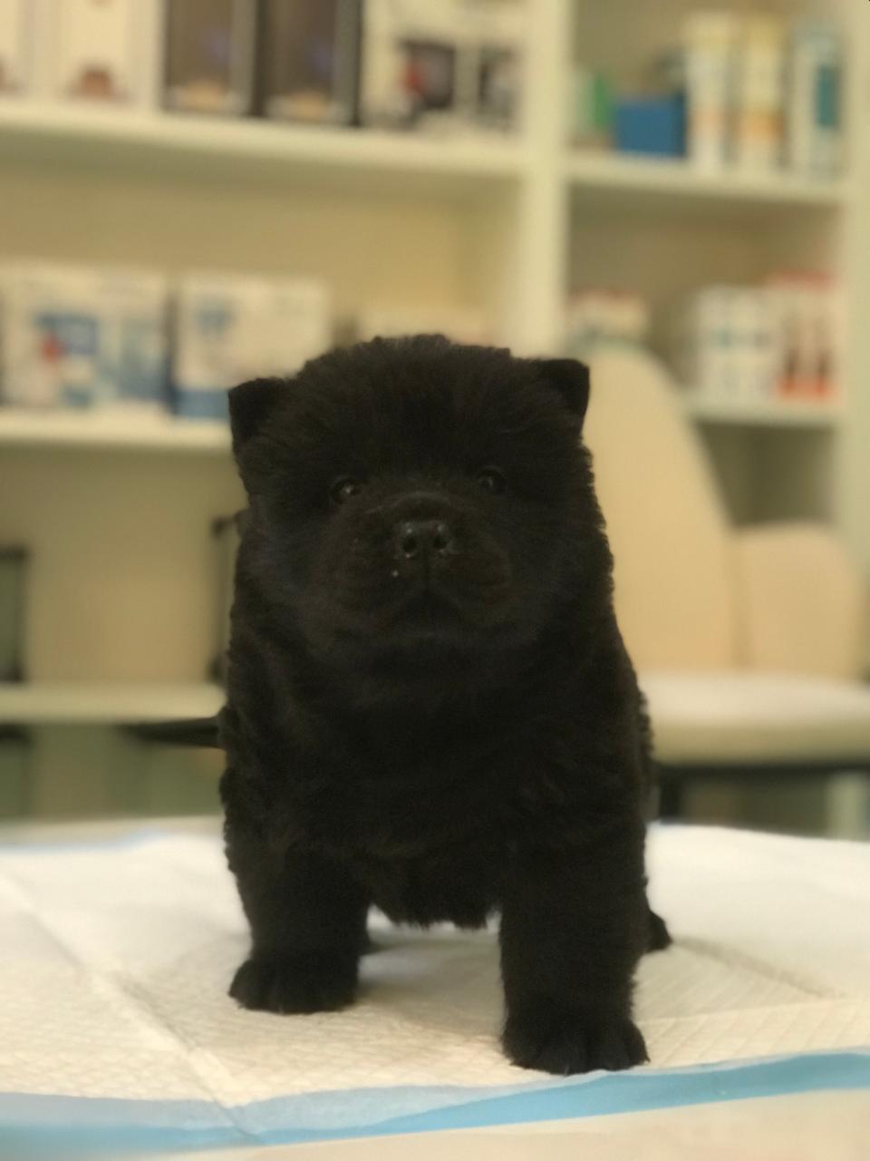Chow Chow Puppy