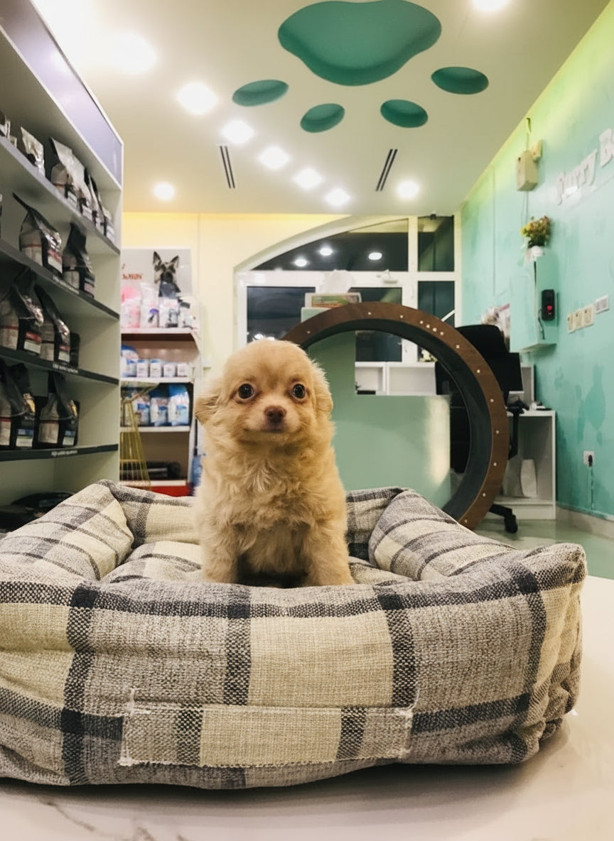 Chihuahua Long Hair Male Puppy