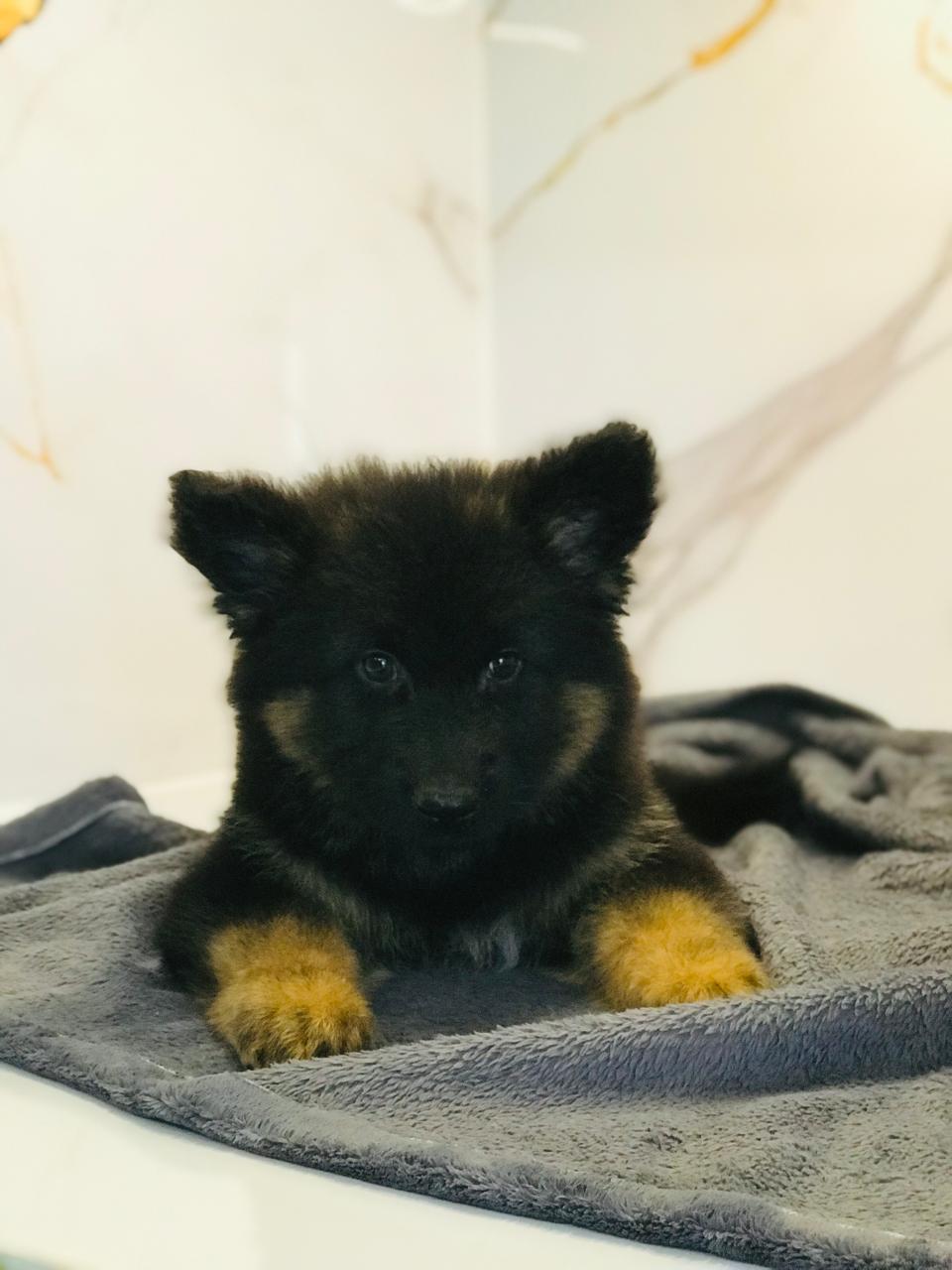 German Shepard Puppies