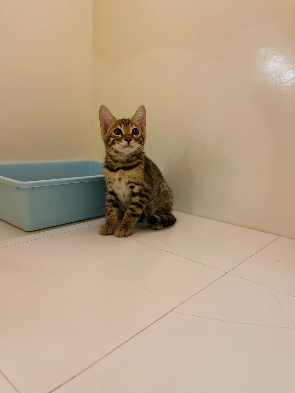Bengal Kitten