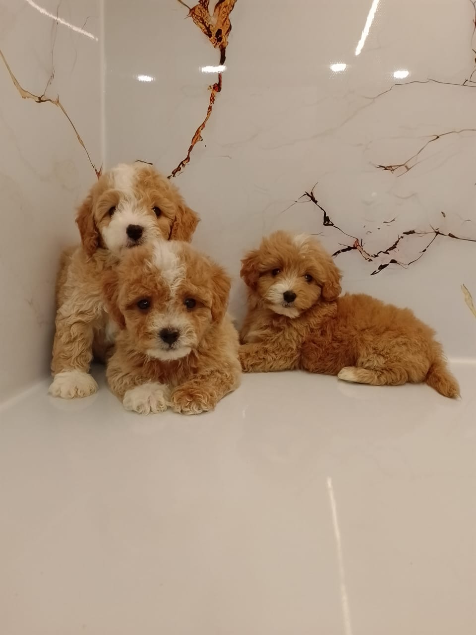Maltipoo Puppies
