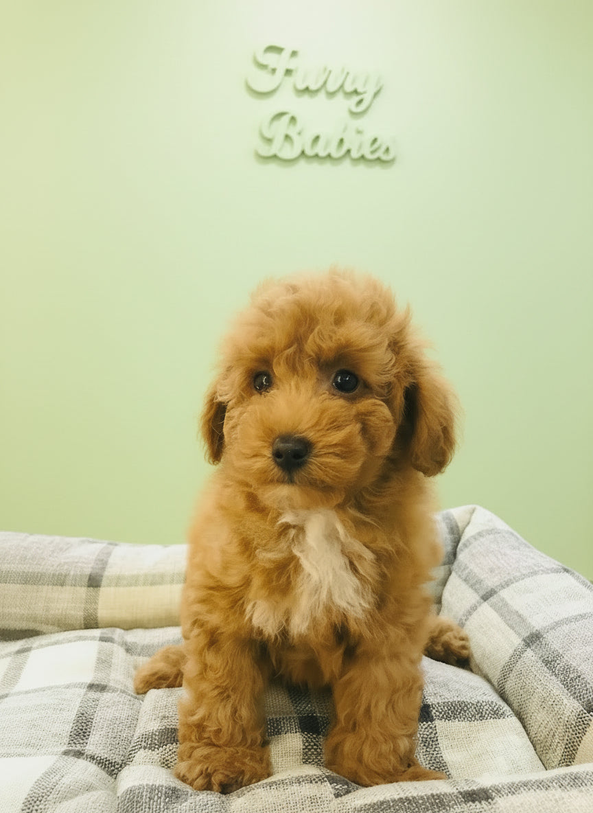 Cavapoo Male Puppy