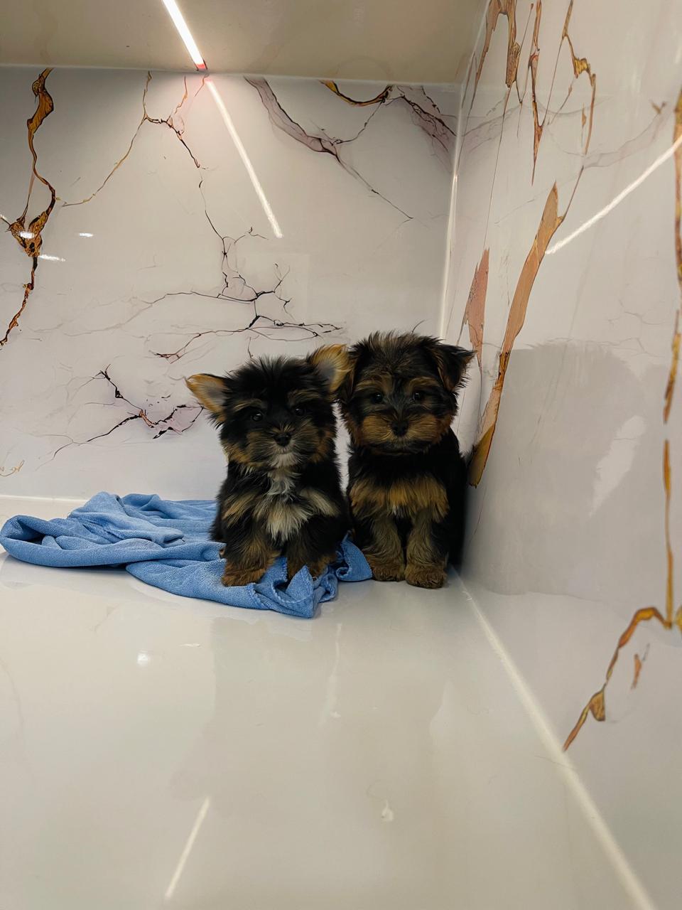 Yorkshire Female Puppies