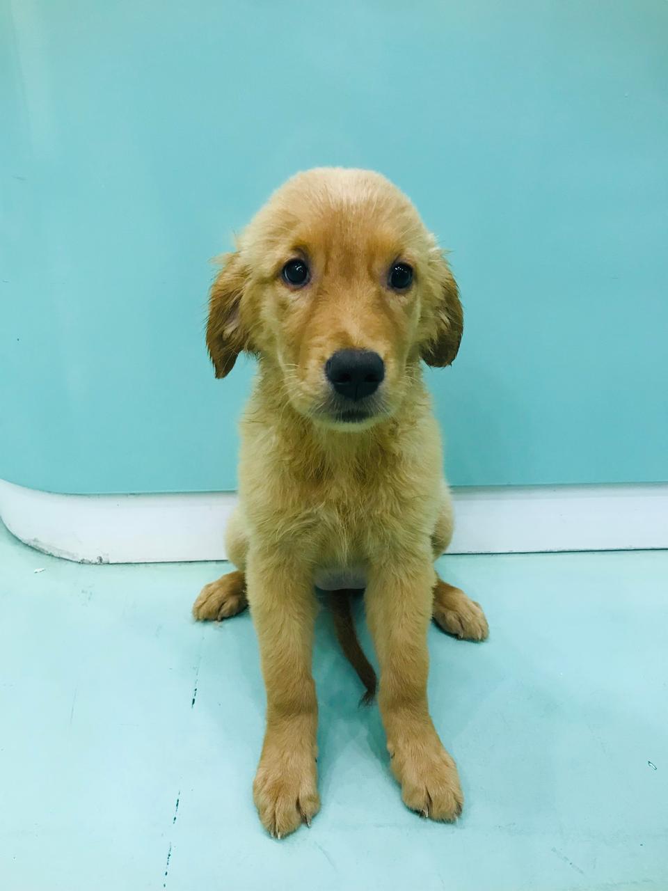 Golden Retriever Female Puppy