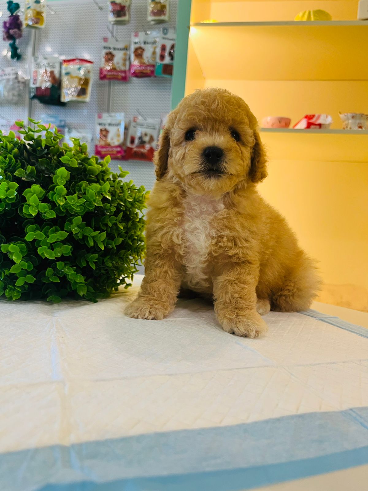 Poodle Puppy