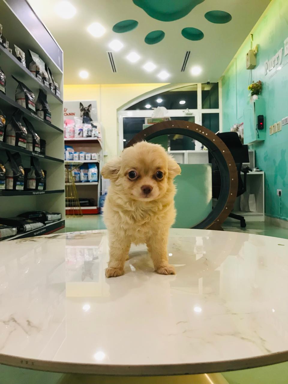 Chihuahua Long Hair Male Puppy
