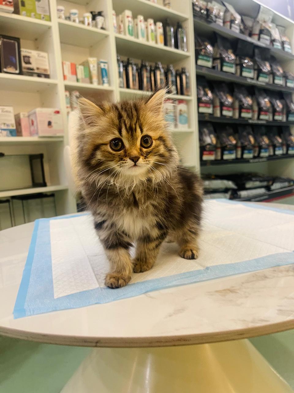 Siberian Female kitten