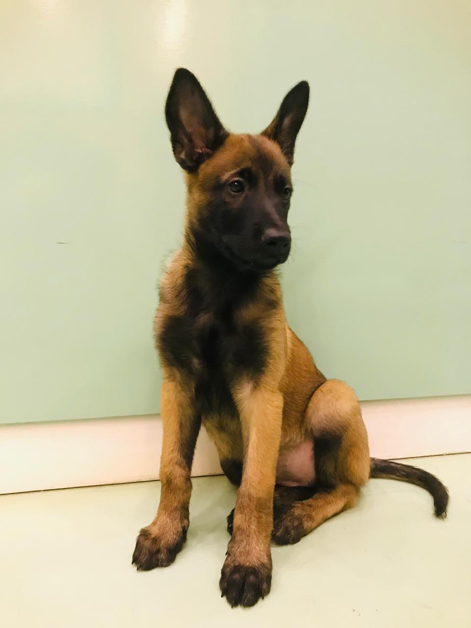 Belgian Malinois Female Puppy