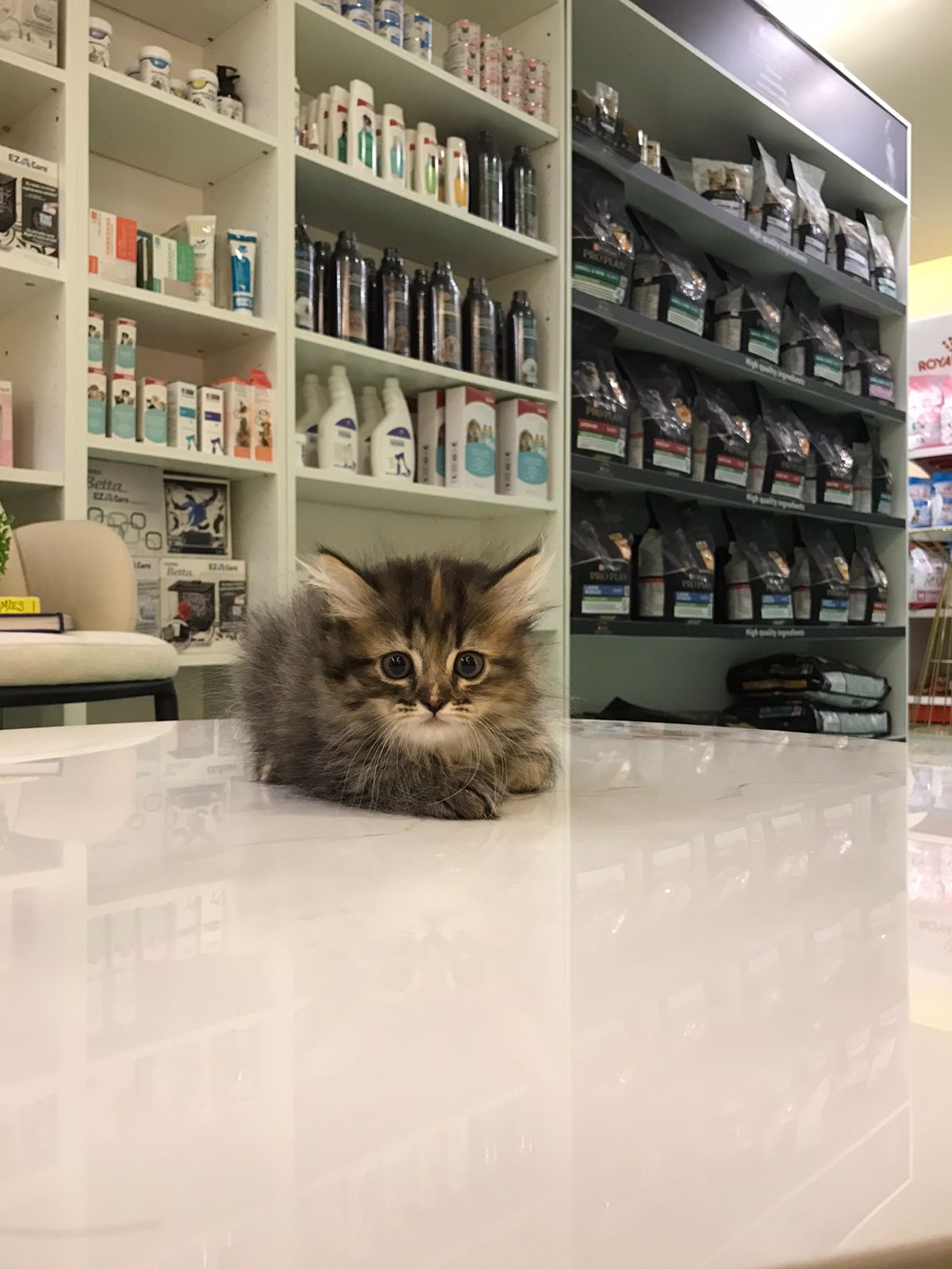 Siberian Female kitten