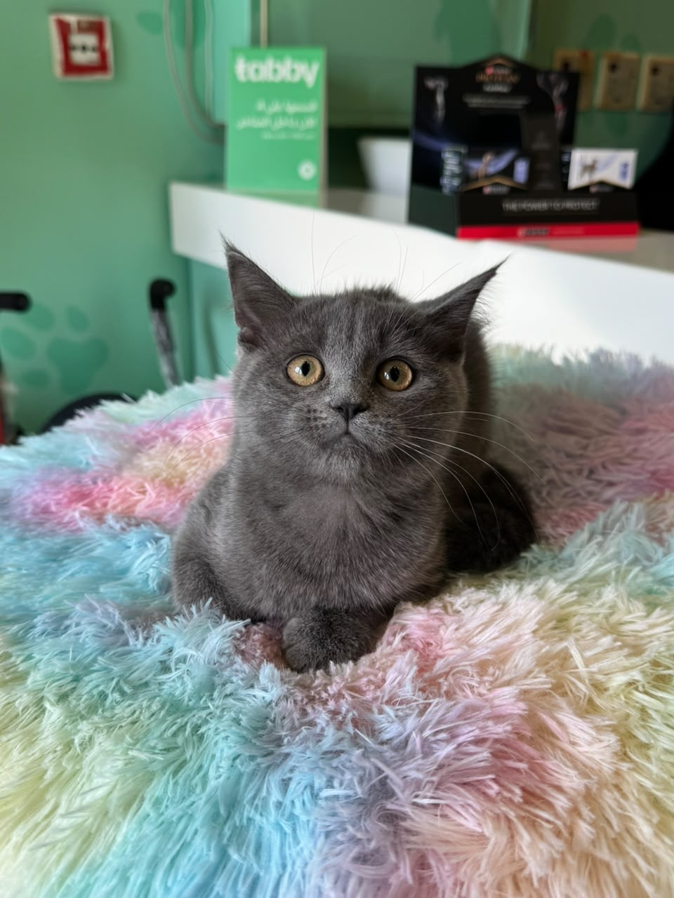 BRITISH SHORT HAIR