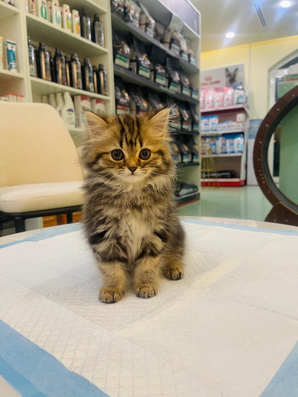 Siberian Female kitten