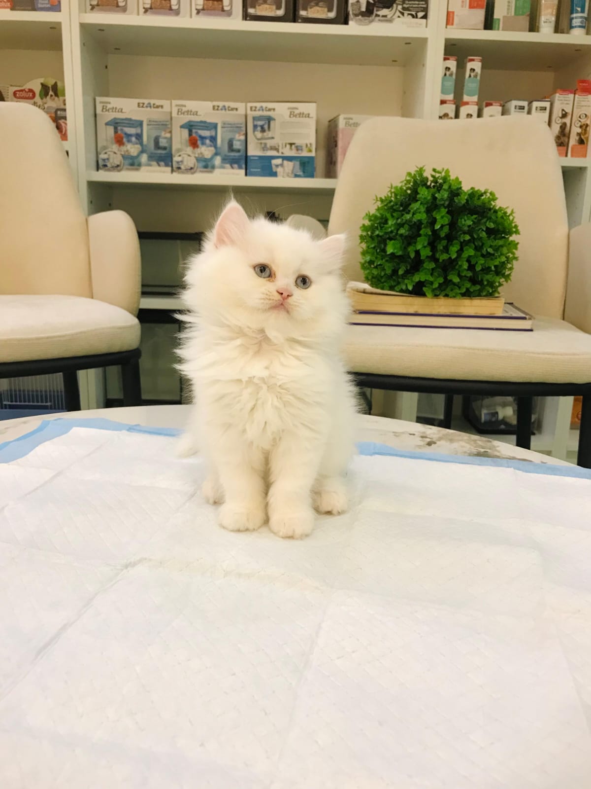 Persian Female Kittens