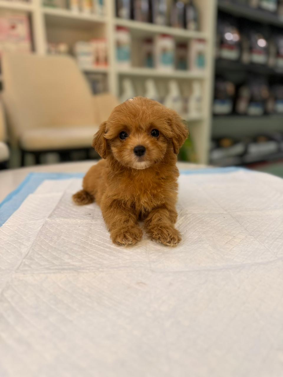 Maltipoo Puppies