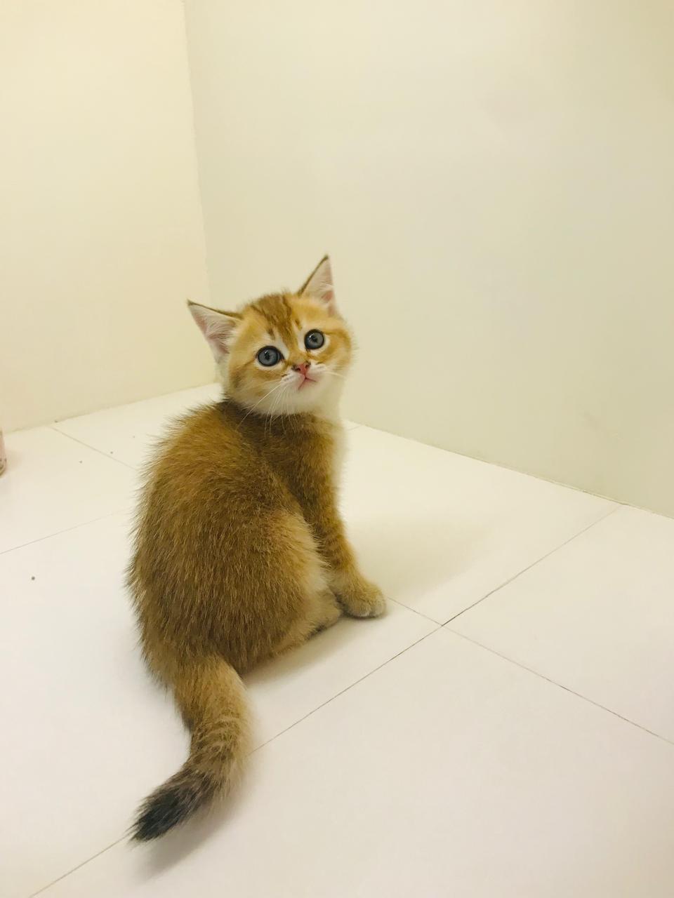 British Short Hair Golden / Silver Chinchillas Kittens