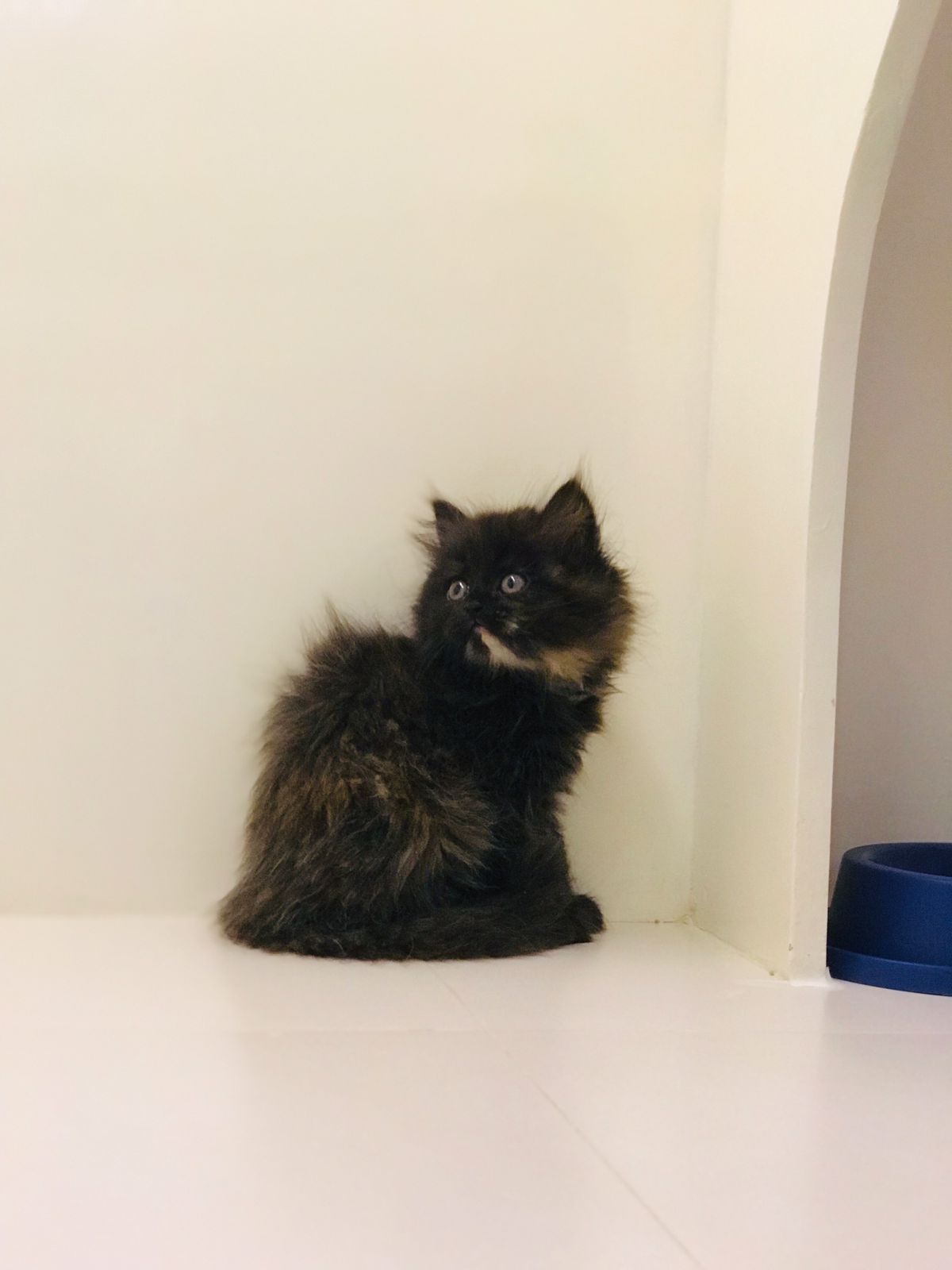 Persian Female kitten