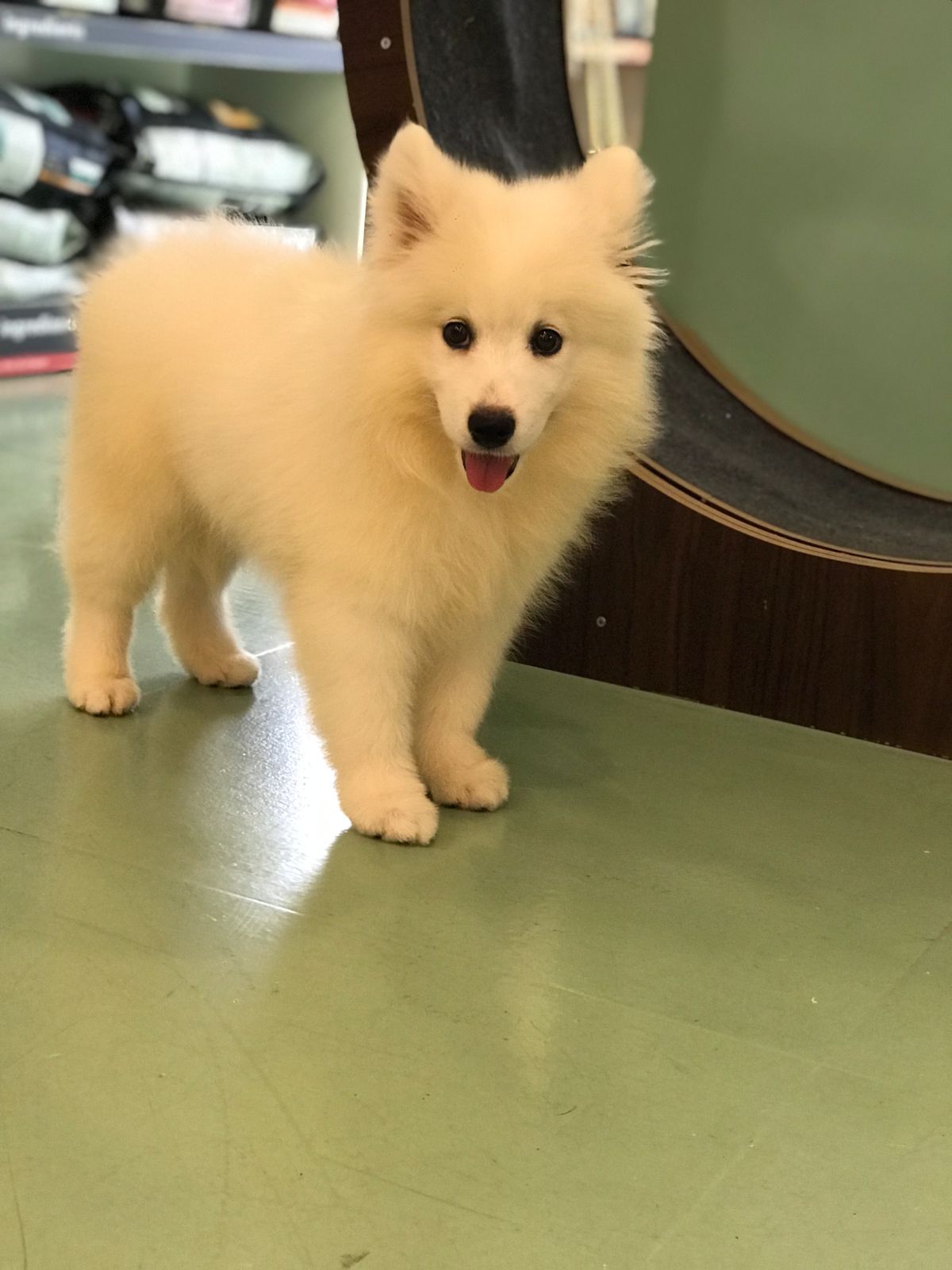 Samoyed Female Puppy
