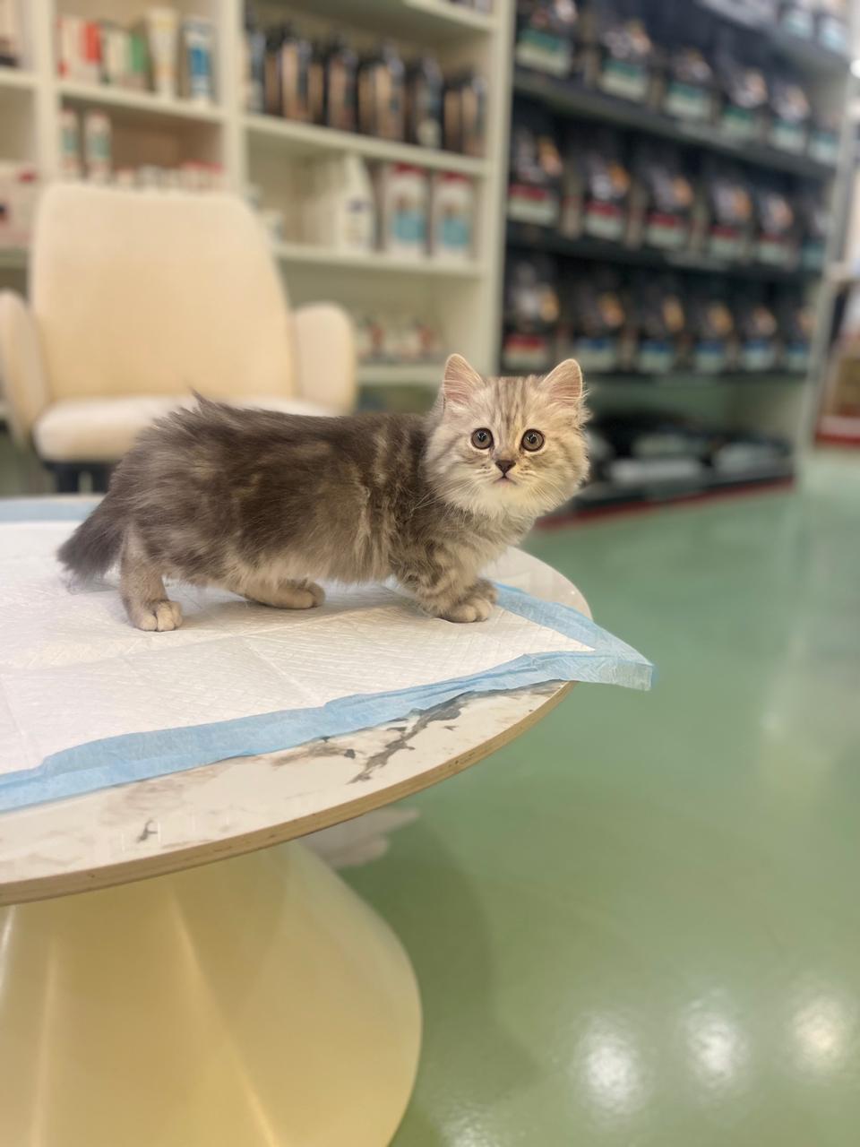 Siberian Male kitten