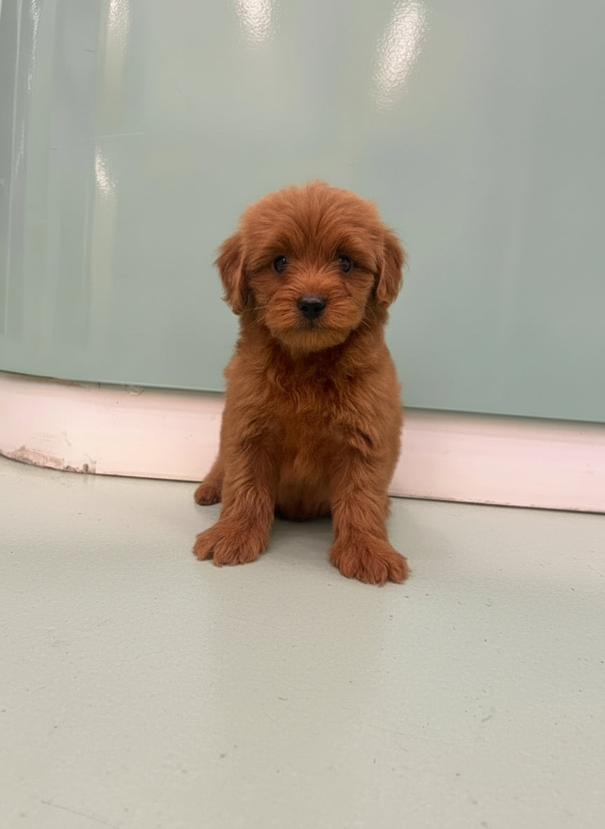 Maltipoo Male Puppy