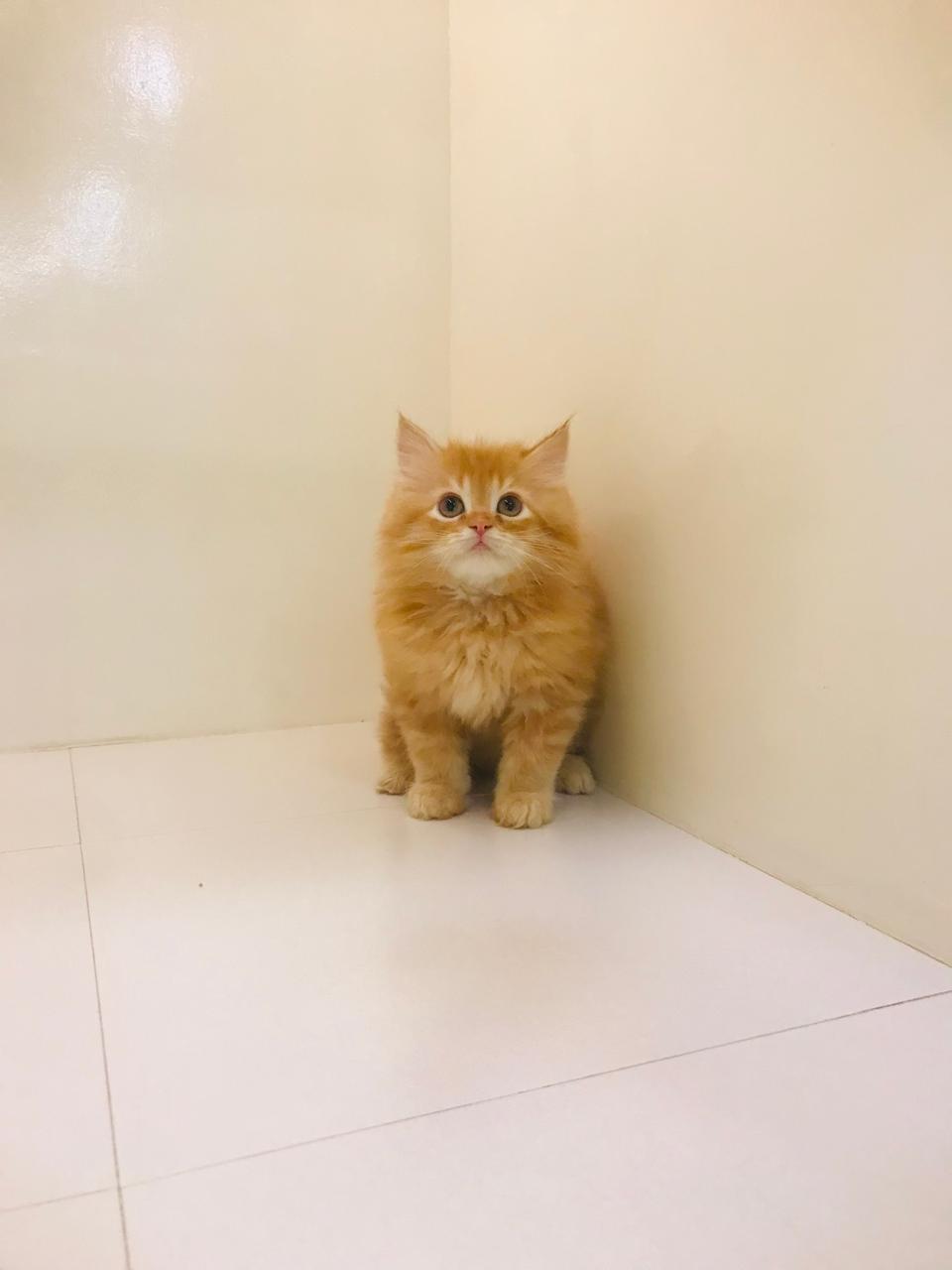 Orange cat sitting on a tiled floor against a beige wall 