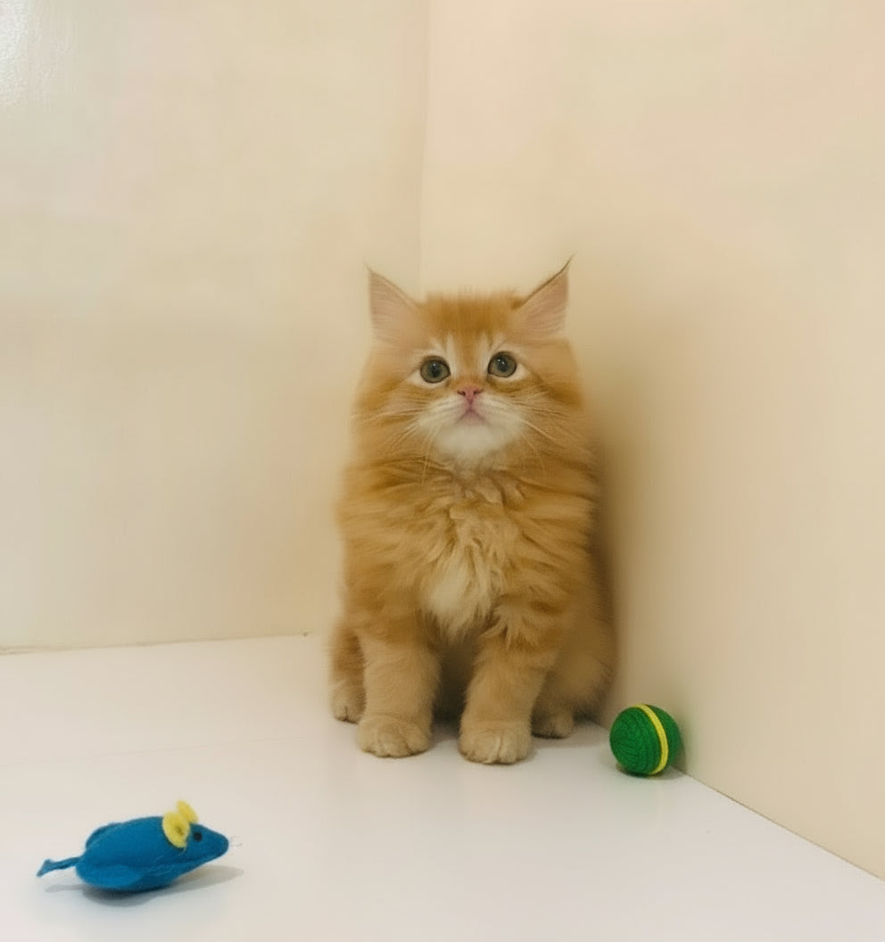Orange cat sitting on a tiled floor against a beige wall 