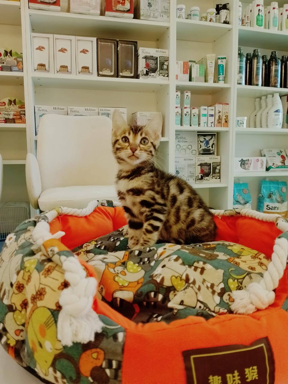 Bengal Female kitten
